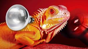 img-product-New Overstock Manifested Heat Lamp Bulbs for Reptile & Amphibian Use